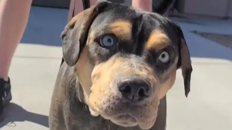 Blind Dog Who's Too Nervous To Run Is Sparking Joy By Conquering Its Fear