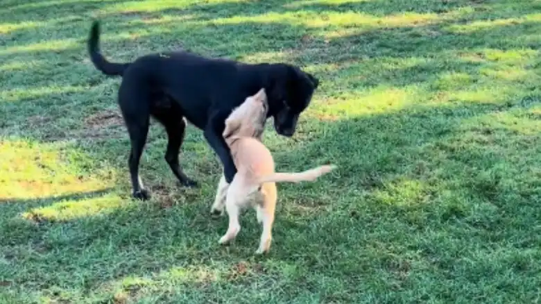 Black Lab 'Before' And 'After' Getting A New Puppy Sibling Has Everyone In Tears