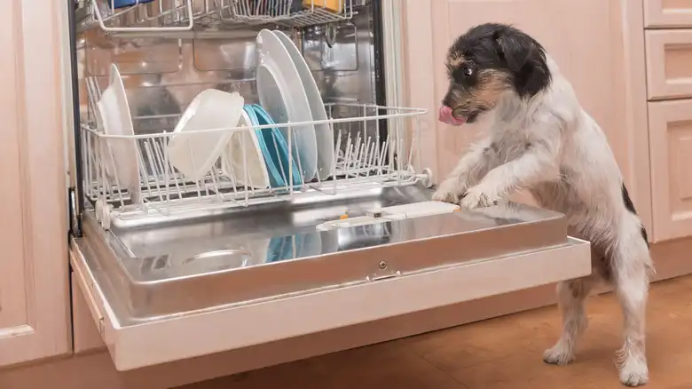 Can You Teach A Dog To Do The Dishes? A Certified Dog Trainer Weighs In