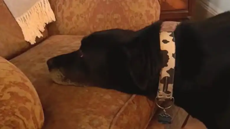 Diva Rescue Dog Refuses To Sit In Chair Unless Her Pillow Is In The Right Spot