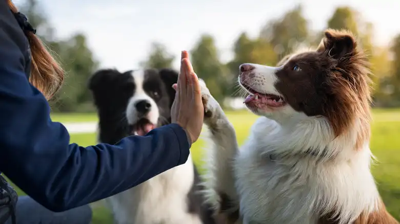 We Asked Professional Dog Trainers Which Popular Cues Most Pet Owners Are Teaching Wrong