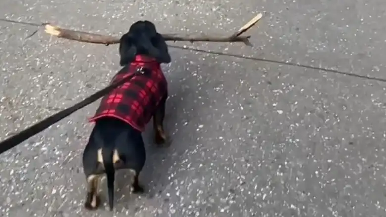 Dachshund Proudly Shows Off Big Stick That He Can Barely Get Through The Door
