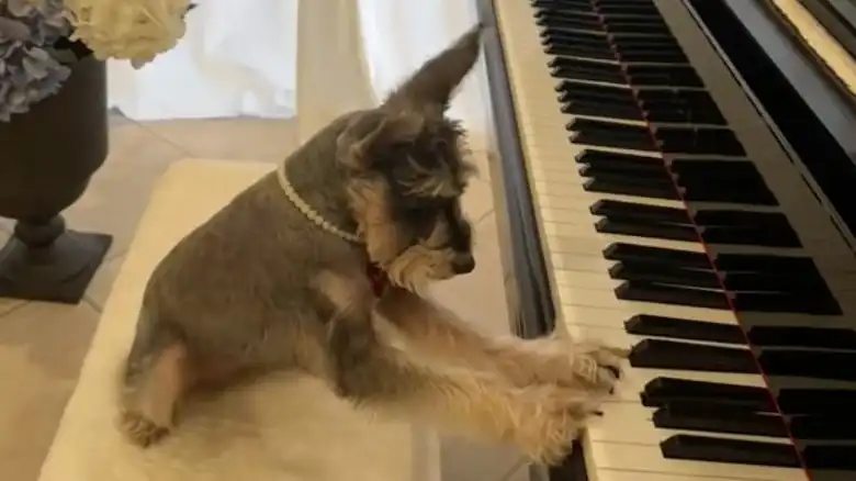 Miniature Schnauzer Shows Off Impressive Piano Skills And It's Music To Our Ears