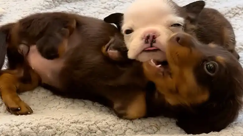 This Sweet Friendship Between 2 Puppies With Disabilities Is Stealing Hearts Left And Right