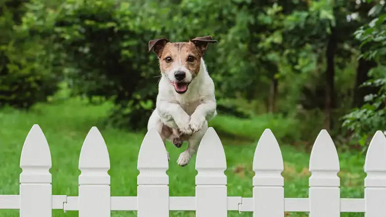 Expert Tips To Stop Your Dog From Jumping The Fence