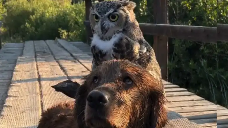 Great Horned Owl Hoots At Golden Retriever And What Happens Next Is Unexpected
