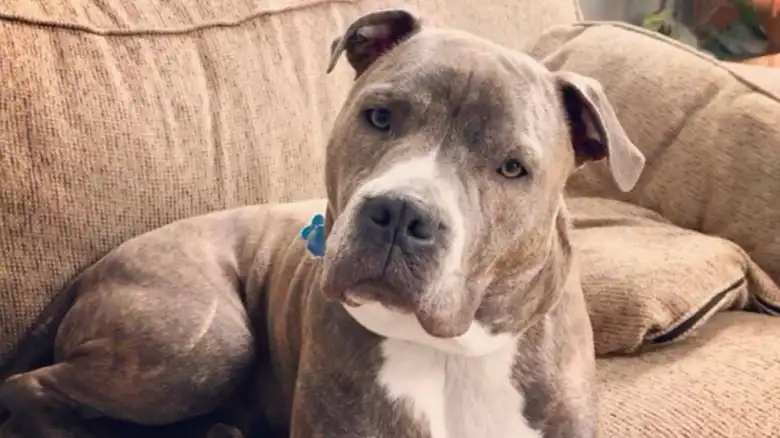 This Dog Made The Ultimate Good Boy Move Before His Fire Rescue (And The Video Is Precious)