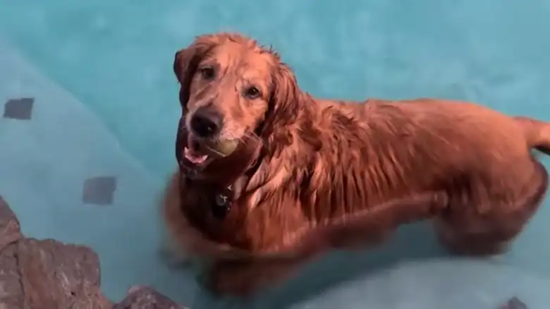 Golden Retriever Blocking Owner From Leaving For Work Is A Total Drama Queen