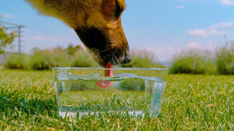 3 Ways To Get A Dog To Drink Water If It Isn't Thirsty