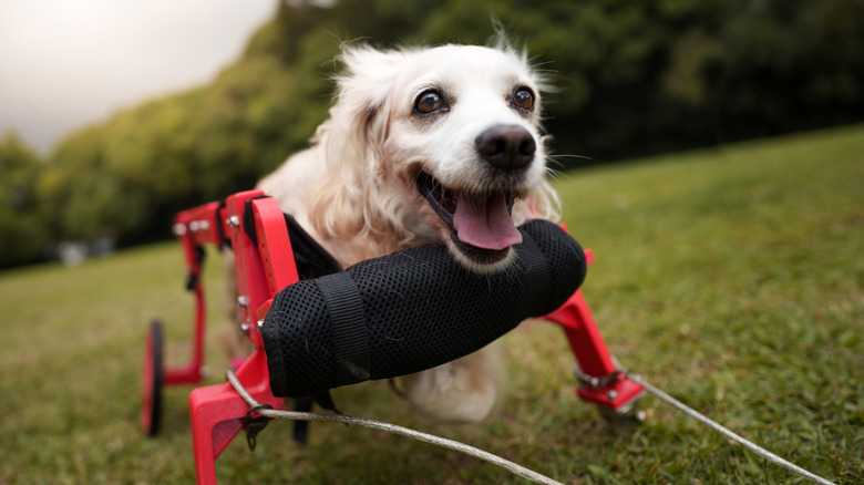 15 Dogs That Couldn't Be Cuter In Their Wheelchairs