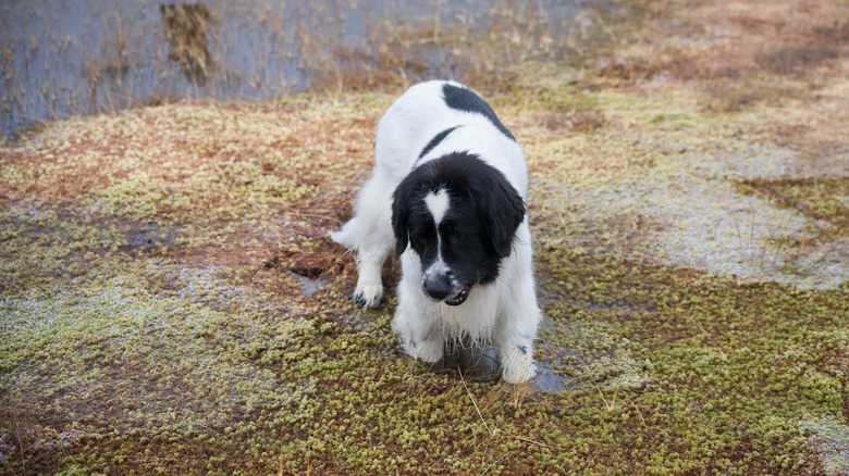 Is Peat Moss Toxic To Dogs?