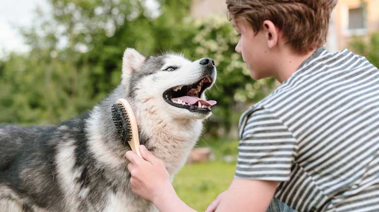 How To Groom Your Dog For Summer (And The Biggest Mistakes To Avoid)