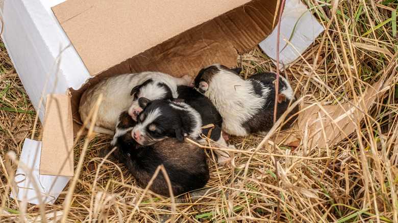 If You Discover An Abandoned Litter Of Puppies, Take These Steps Immediately