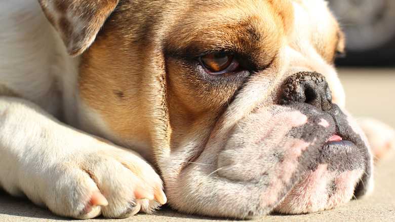 What It Means If Your Dog's Nose Is Dry (And How To Fix It)