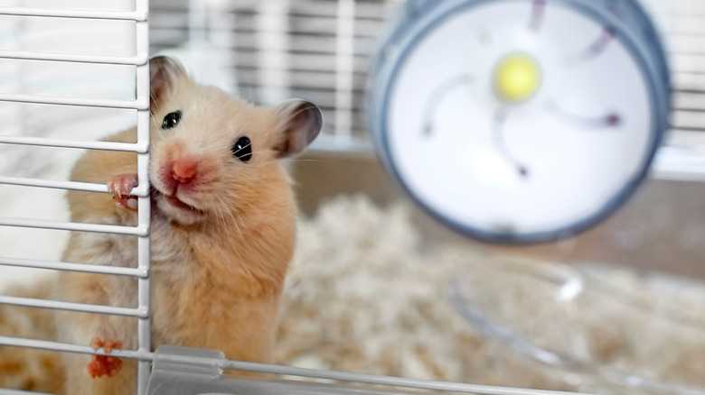 How Often You Should Clean Your Hamster's Cage (And The Best Way To Do It)