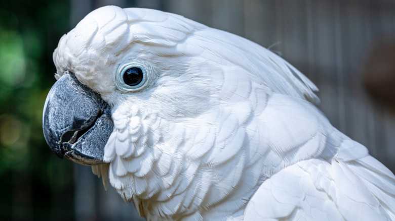 A Pet Bird Known For Following Commands Can Live For Over 80 Years