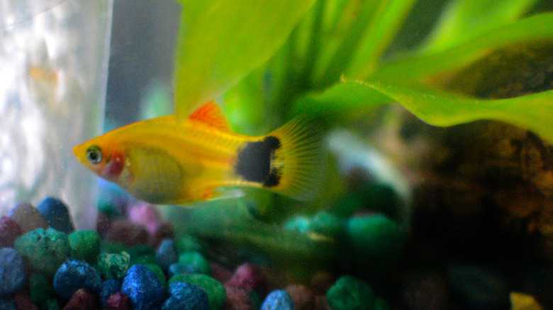 Mickey Mouse Platy: How Do I Know If My Mickey Mouse Fish Is Pregnant?