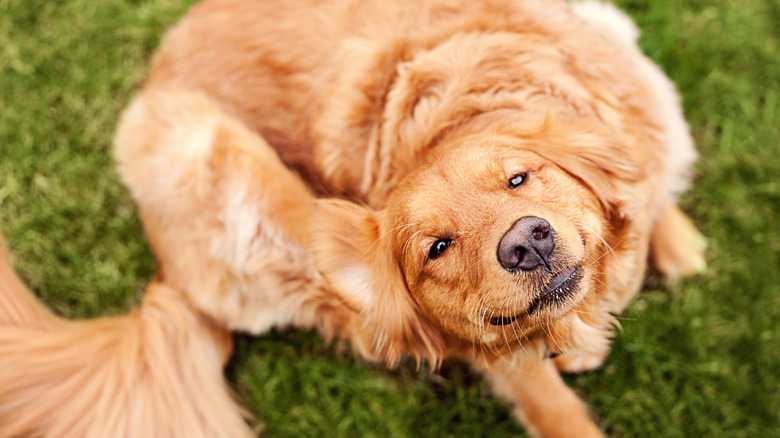 Can Food Help A Dog With A Yeast Infection?