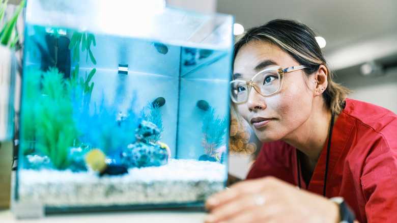 How To Tell When A Fish Is Ready To Give Birth