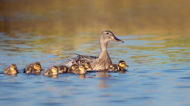 How To Identify Duckling Breeds