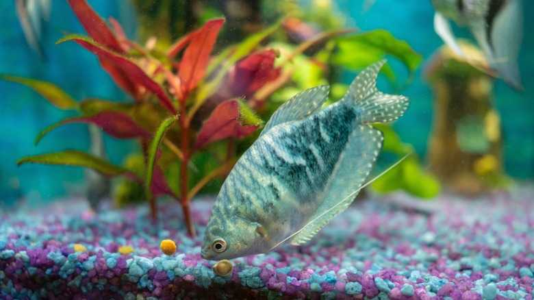 Do Fish Ever Sleep? Here Are The Signs To Look For